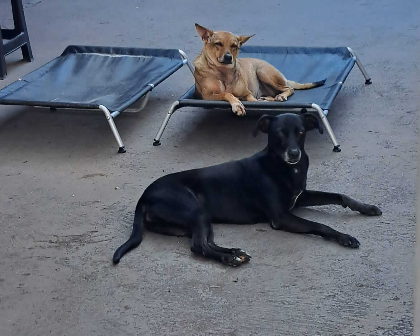 Dois cães descansando em camas elevadas