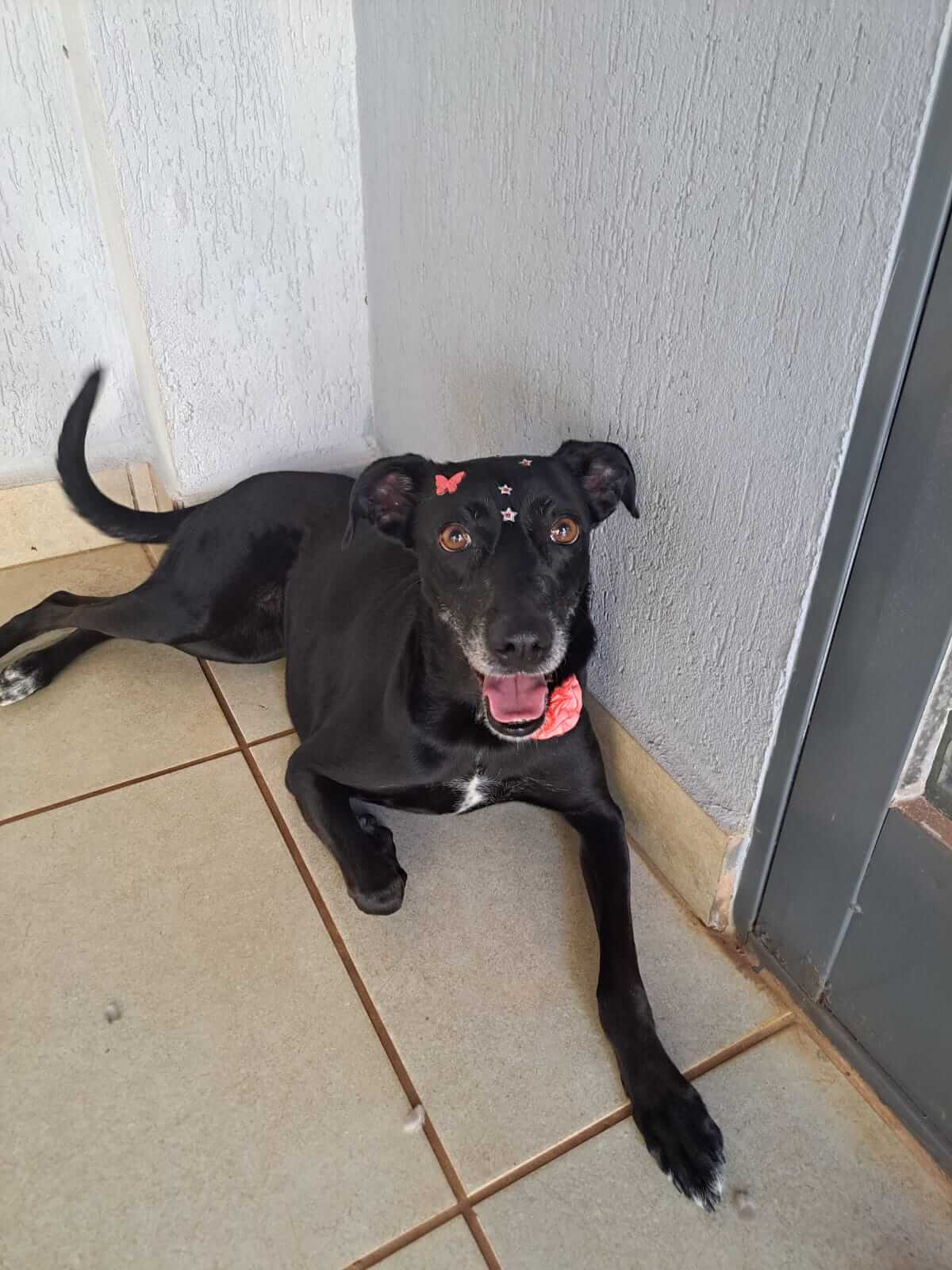Cadela preta com adesivos