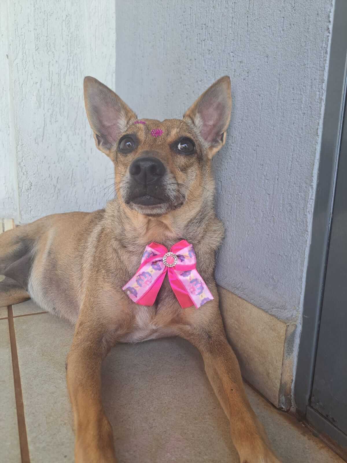 Cadela caramelo com laço rosa